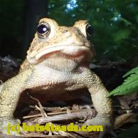 /home//u458753944/public_html/sourcegallery///Frogs/Mixed frogs/P6150156.JPG